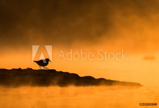 Afbeeldingen van Winter moment